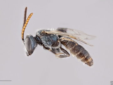 [Lasioglossum prasinogaster male thumbnail]